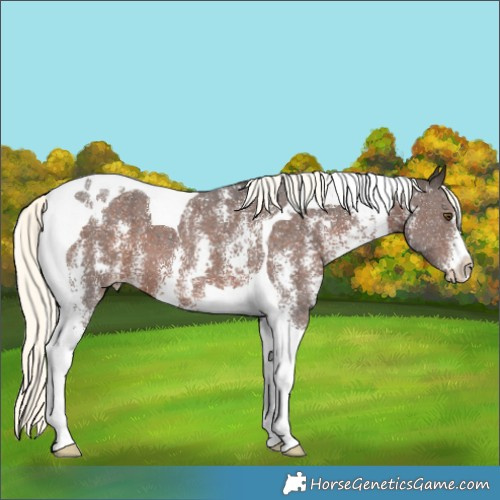 Horse Color:Liver Chestnut Mushroom Sabino Tobiano 