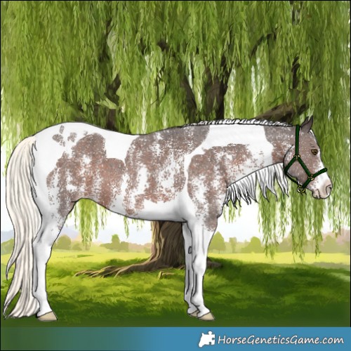 Horse Color:Liver Chestnut Mushroom Sabino Tobiano 