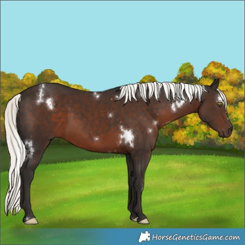 Horse Color:White Spotted Liver Chestnut Mushroom 