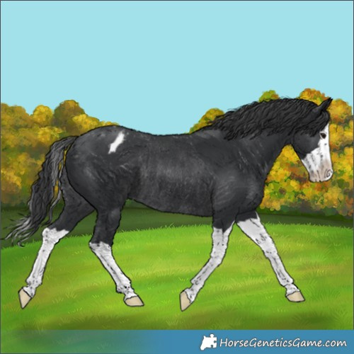 Horse Color:Black Splash Appaloosa Rabicano 
