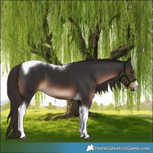 Horse Color:White Spotted Liver Chestnut Tobiano 