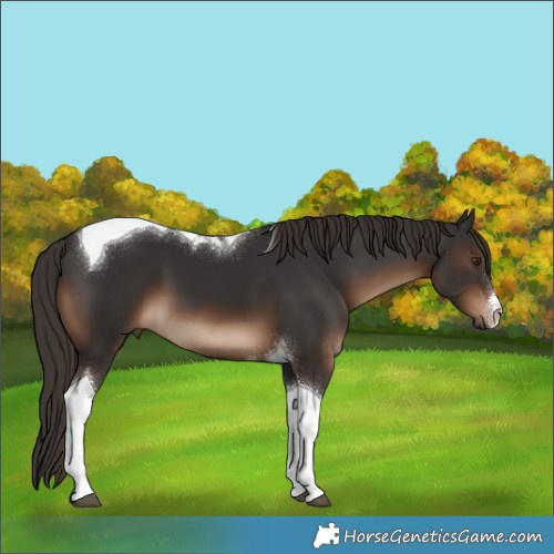 Horse Color:White Spotted Liver Chestnut Tobiano
