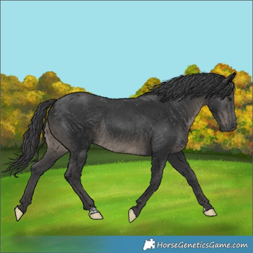 Horse Color:Black Rabicano