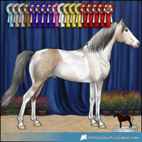 Horse Color:Gray White Spotted Liver Red Dun Tobiano Rabicano 
