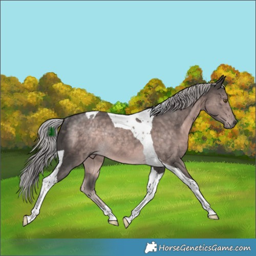 Horse Color:Platinum Chocolate Palomino Tobiano Rabicano 