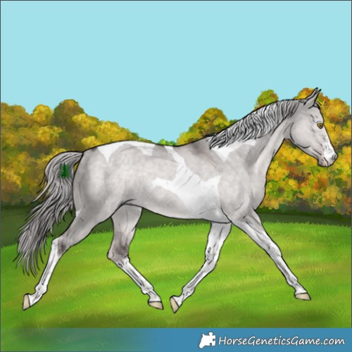 Horse Color:Platinum White Spotted Chocolate Palomino Dun Tobiano Rabicano 