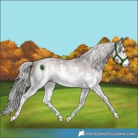 Horse Color:Platinum White Spotted Chocolate Palomino Dun Sabino Rabicano