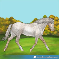 Horse Color:Palomino Roan Pearl  and Gray Palomino Roan Pearl 
