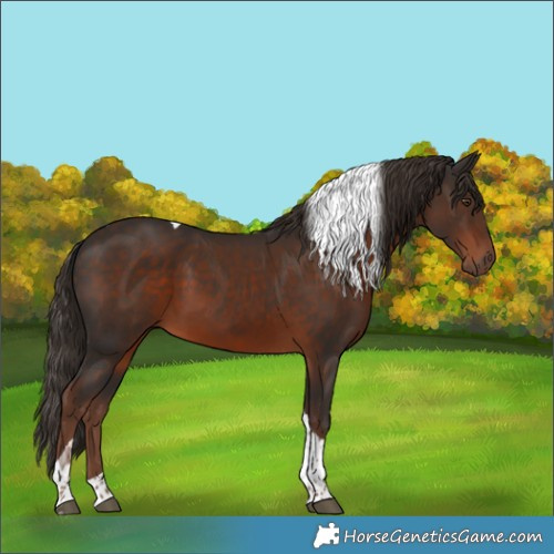 Horse Color:Liver Chestnut Tobiano 