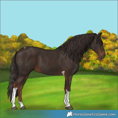 Horse Color:Liver Chestnut Tobiano 