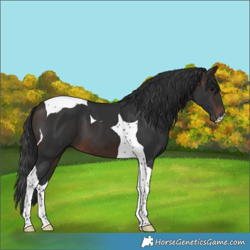 Horse Color:Brown Tobiano 