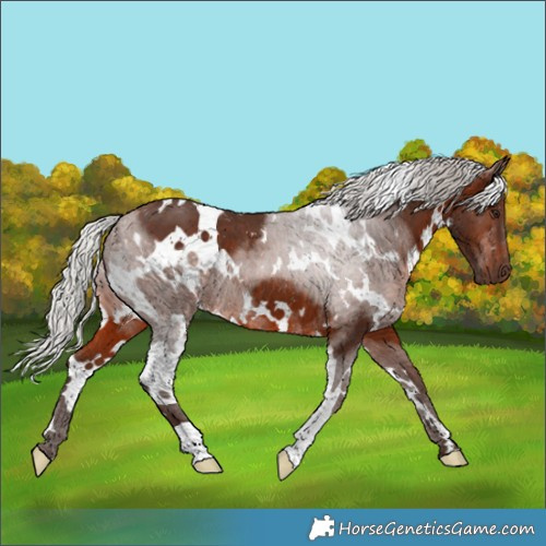 Horse Color:White Spotted Silver Brown 