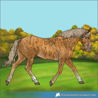 Horse Color:Chocolate Palomino  and Gold Cream Champagne 