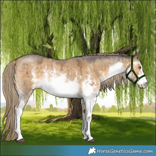 Horse Color:White Spotted Chocolate Palomino Dun Sabino Rabicano Brindle 