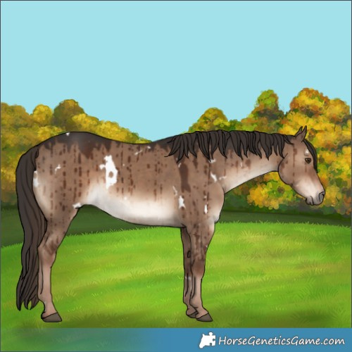 Horse Color:White Spotted Liver Red Dun Rabicano Brindle 