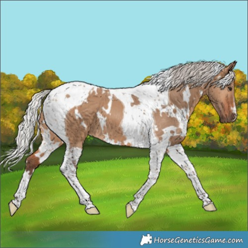 Horse Color:White Spotted Silver Brown Dun Tobiano 