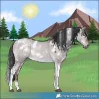 Horse Color:Platinum White Spotted Liver Red Dun Tobiano 