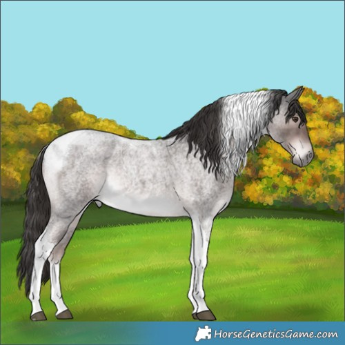 Horse Color:Platinum Liver Red Roan Tobiano Rabicano 