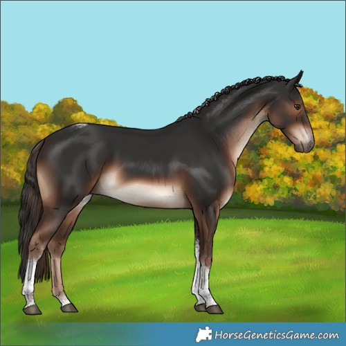Horse Color:Liver Chestnut Tobiano 