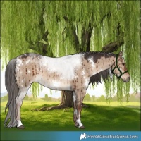 Horse Color:White Spotted Liver Red Dun Brindle