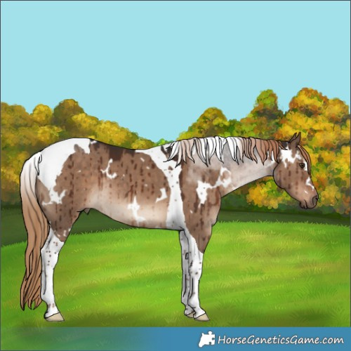 Horse Color:White Spotted Liver Red Dun Tobiano Rabicano Brindle 