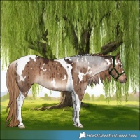Horse Color:White Spotted Liver Red Dun Tobiano Rabicano Brindle