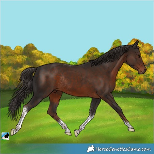 Horse Color:Liver Chestnut Tobiano Rabicano