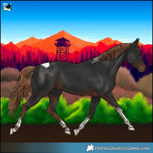 Horse Color:Liver Chestnut Tobiano Rabicano