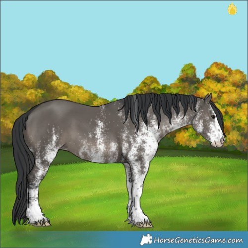 Horse Color:White Spotted Grullo 
