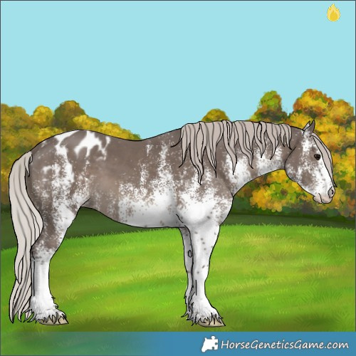 Horse Color:White Spotted Silver Black Appaloosa 
