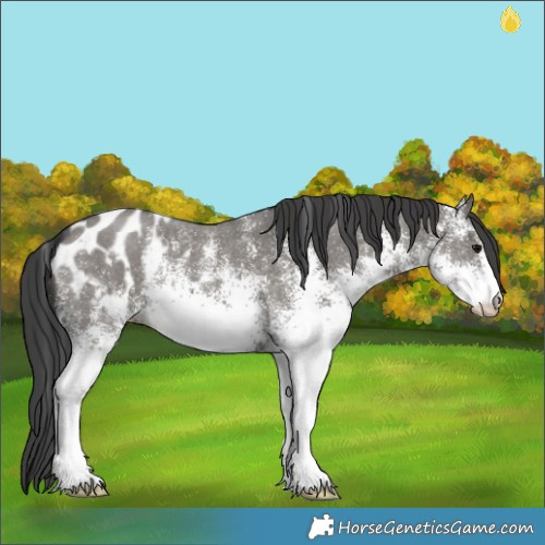 Horse Color:White Spotted Grullo Appaloosa 