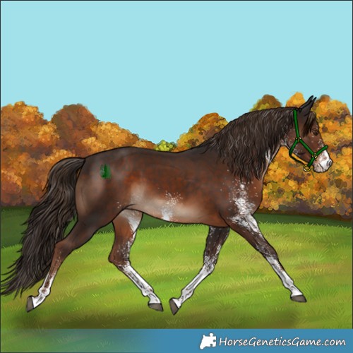 Horse Color:White Spotted Liver Chestnut 