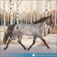 Horse Color:White Spotted Liver Red Roan 