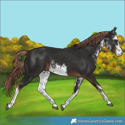 Horse Color:White Spotted Liver Chestnut 