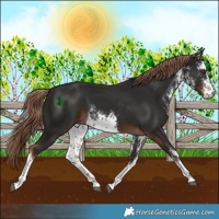 Horse Color:White Spotted Liver Chestnut 