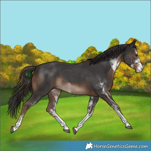 Horse Color:White Spotted Liver Chestnut 