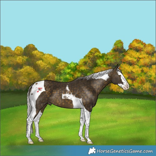 Horse Color:Silver Buckskin Splash Tobiano 