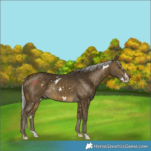 Horse Color:White Spotted Silver Buckskin Splash 