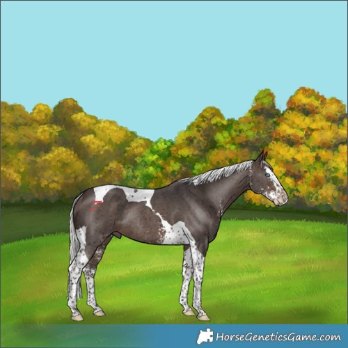 Horse Color:Silver Brown Sabino Splash Tobiano Rabicano 