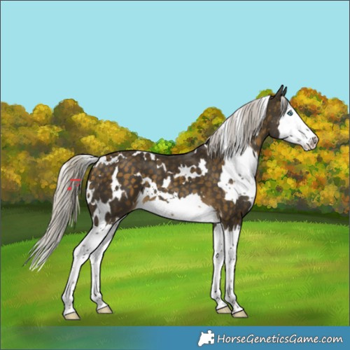 Horse Color:White Spotted Silver Buckskin Splash 