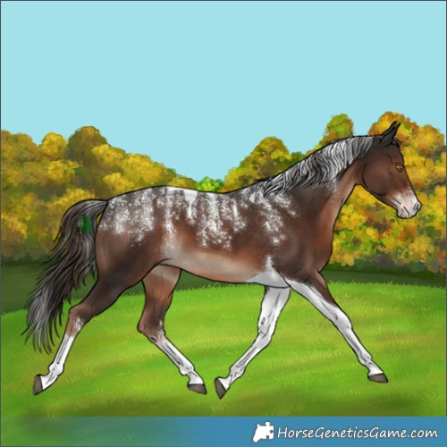 Horse Color:Powder White Liver Chestnut Tobiano 