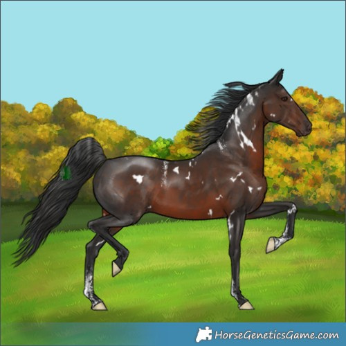 Horse Color:Powder White White Spotted Liver Chestnut 