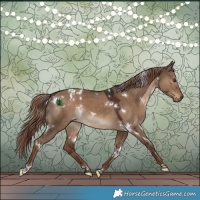 Horse Color:White Spotted Liver Red Dun
