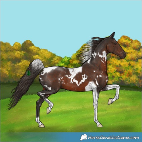 Horse Color:White Spotted Liver Chestnut Tobiano 