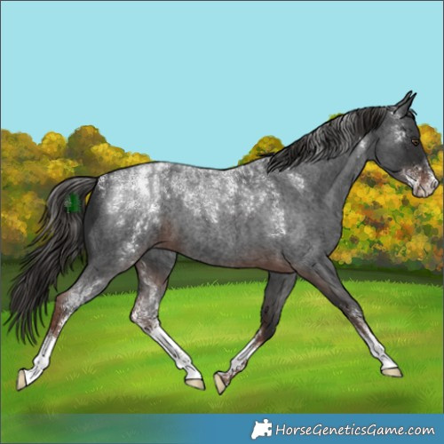 Horse Color:Powder White Liver Red Roan 