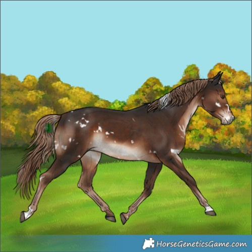 Horse Color:White Spotted Liver Chestnut 