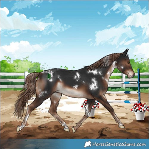 Horse Color:White Spotted Liver Chestnut 