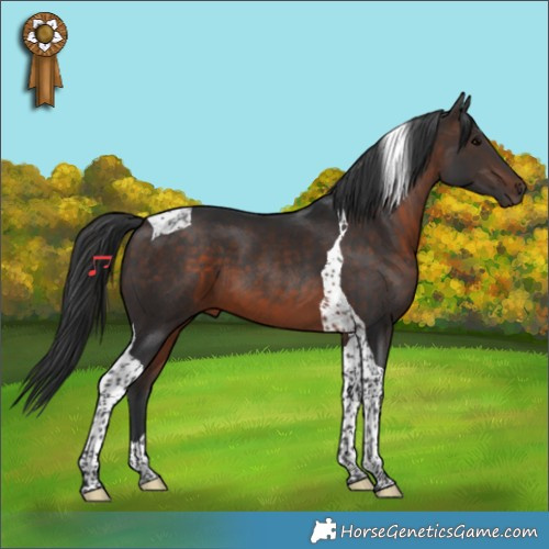 Horse Color:Brown Tobiano 