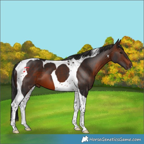 Horse Color:Brown Tobiano 