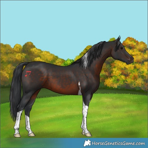 Horse Color:Brown Tobiano